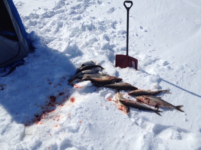 fish on ice